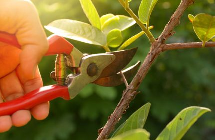 gardener pruning trees with pruning shears on nature background.
