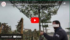 Einkaufstour 2024 Spalierbäume