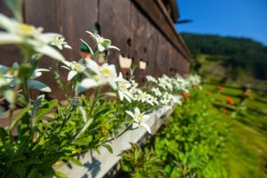 „Entente Florale“ 2018: Dienten am Hochkönig vertritt Österreich