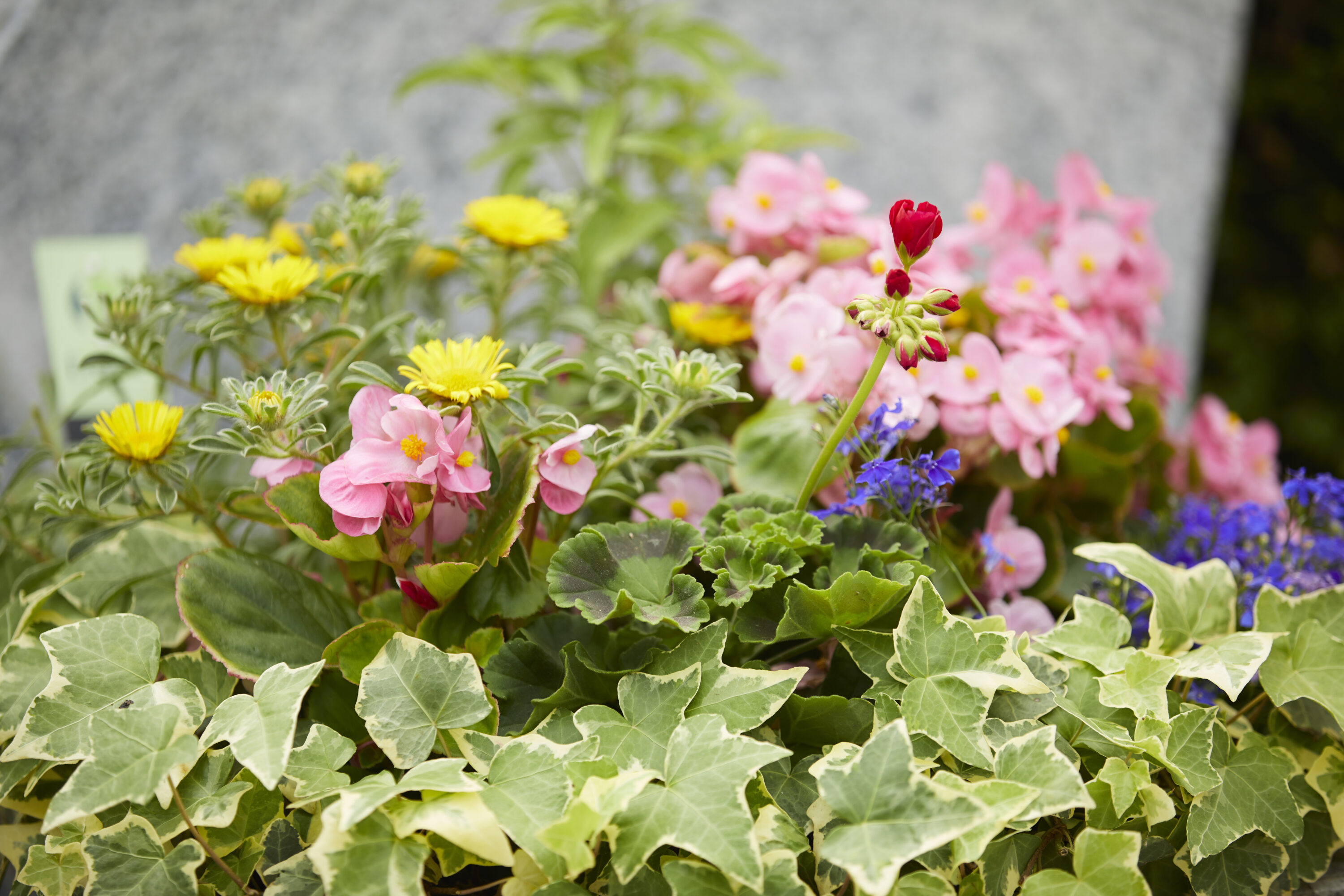 Grabgestaltung im Sommer: Die besten Blumen für heiße Tage
