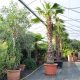 Wiener Gärtner: Überwinterungsservice für Ihre mediterranen Pflanzen