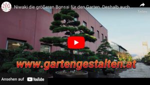 Niwaki sind die größeren Bonsai für den Garten